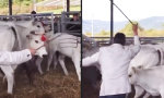 Movie : Kalb gibt Typen kleine Verhaltenslektion