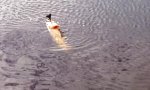 Funny Video : Hecht schnappt sich Ente