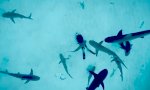 Lustiges Video : Chillen unter Haien