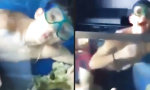Funny Video : This is my Fishtank, George!!!!