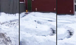 Lustiges Video : Winterlicher Hunde-Parkour
