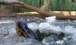 Lustiges Video : Eingefrorene Krokos