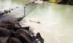 Angler zu langsam für Mr Kroko
