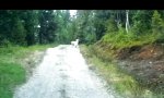 Funny Video : Bist du Schaf oder Wolf?
