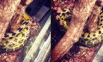 Lustiges Video - Ringelpiez im Terrarium