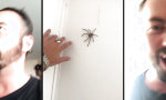 Funny Video : Mutprobe - Ich vs Huntsman Spider