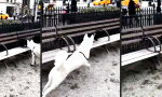 Lustiges Video - Teilchenbeschleuniger im Park