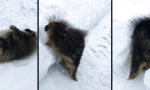 Lustiges Video : Wenn das Stachelschwein im Schnee feststeckt