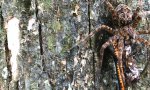Lustiges Video : Fischspinne vernascht Schlange