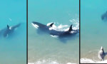 Funny Video - Heute besser am Ufer bleiben