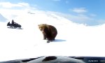 Begegnung mit einem Grizzly