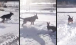 Funny Video : Der Hase und der Schäferhund