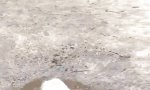 Lustiges Video : Schlammpackung fürs schneeweiße Fell