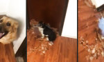 Lustiges Video : Hundeklappe im Eigenbau
