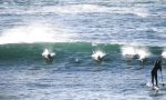 Funny Video : Wenn Paddle-Boarding mit den Delfinen schmerzhaft endet