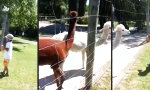 Funny Video : Wenn der Sohnemann Alpacas füttert