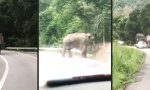 Movie : Hab den Rüssel voll von Autos heute