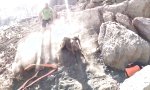 Funny Video : Wildes Pferd zwischen Felsen befreien