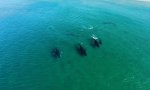 Buckelwale auf Küstenbesuch