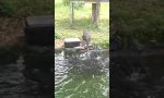 Funny Video : Black Swan füttert Kois