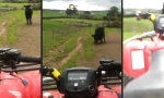 Funny Video : Stier hat keinen Bock auf ATV