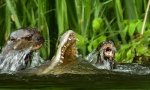 Lustiges Video - Überlebenskampf im peruanischen Amazonas-Dschungel