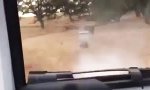 Friendly Fire