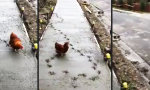 Das Huhn läuft jetzt hier