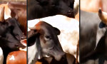 Next-Gen Stier