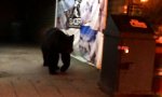Bär zieht um die Häuser