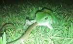 Funny Video : Baumfrosch snackt Fischnatter