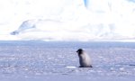 Lustiges Video : Klassenausflug mit dem Pinguin-Lehrer