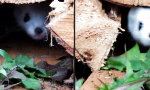 Lustiges Video : Der Hermelin wohnt jetzt hier!