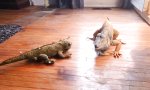 Lustiges Video : Iguana, du bist dran!