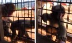 Lustiges Video - Den kleinen Süßen vorschicken