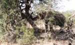 Lustiges Video : Ein paar Tonnen Elefant gegen den Baum
