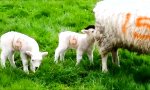 Funny Video : Warme Mütze von Mama