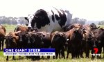 Funny Video : Das Monster auf der Weide
