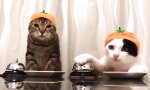 Funny Video : Wir fordern Nachschub!