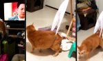 Funny Video : Beim herumschnüffeln gefangen