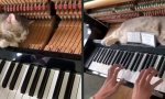 Lustiges Video : Der optimale Schlafplatz