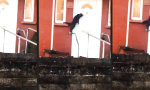 Lustiges Video - Wenn man keine Katzenklappe hat
