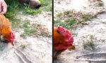 Das Huhn und der alte Hypnose Trick