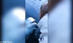 Lustiges Video : Beluga-Wal bringt Handy aus der Tiefe zurück
