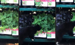 Lustiges Video - Schnüffler verirrt sich in den Baumarkt
