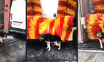 Lustiges Video - Abkühlung Plus