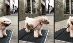 Marylin Mondog