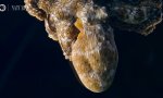 Lustiges Video : Ein Octopus im Traumland