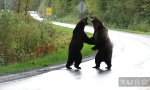 Lustiges Video - Wenn Grizzlies aneinander geraten