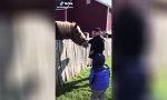 Mit dem Kind das Pferd füttern